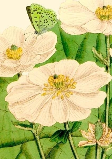 Picture of Madame Treacle Karnet B6 z kopert Kwiaty i motyl