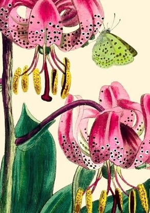 Picture of Madame Treacle Karnet B6 z kopert Lilia