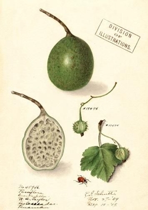 Picture of Madame Treacle Karnet B6 z kopert Marakuja