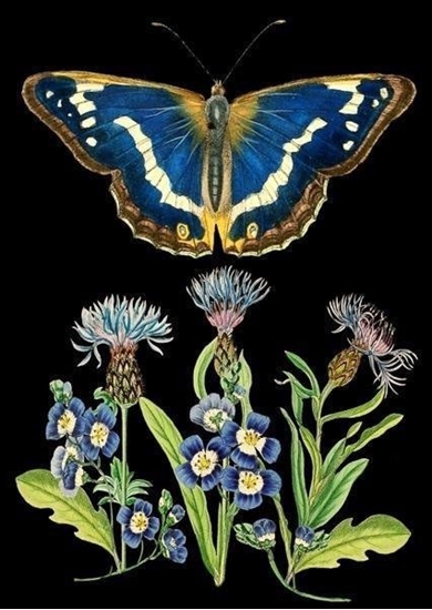 Picture of Madame Treacle Karnet B6 z kopert Niebieski motyl