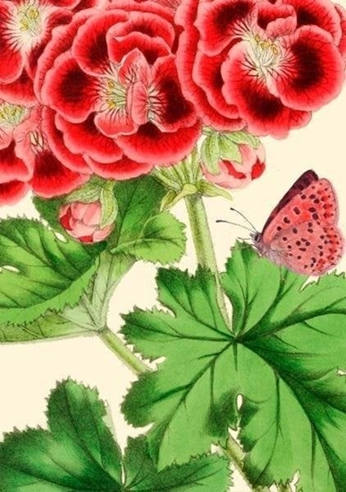 Picture of Madame Treacle Karnet B6 z kopert Pelargonia