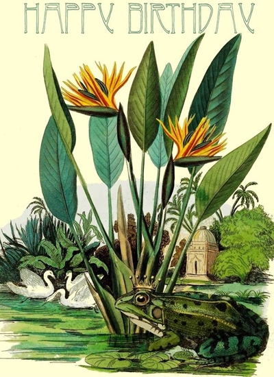 Picture of Madame Treacle Karnet B6 z kopert Urodziny aba