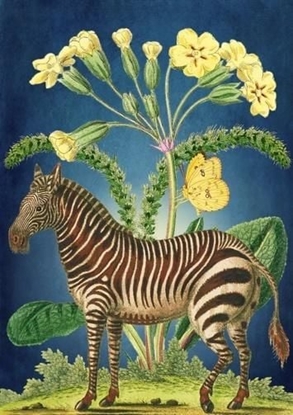 Picture of Madame Treacle Karnet B6 z kopert Zebra