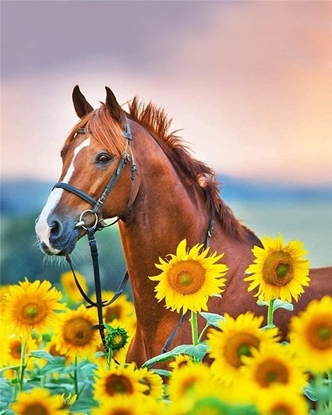 Picture of Malowanie po numerach - 30x40cm Ko w sonecznik.