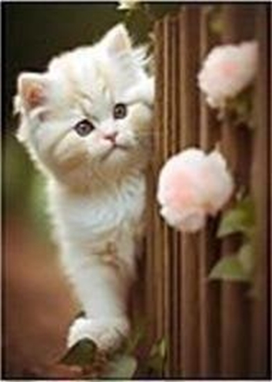 Picture of Mozaika diamentowa kotek 30x40cm