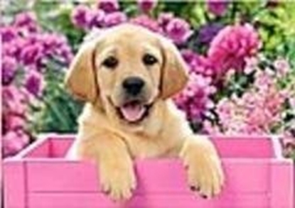 Attēls no Mozaika diamentowa lablador 30x40cm