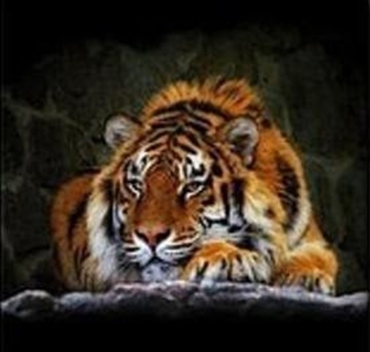 Изображение Mozaika diamentowa tygrys