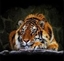 Picture of Mozaika diamentowa tygrys