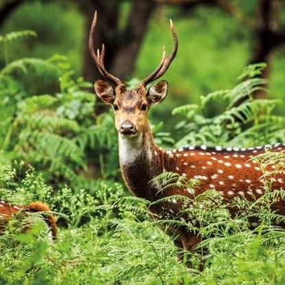 Attēls no Museums & Galleries Karnet kwadrat z kopert A Chital Deer