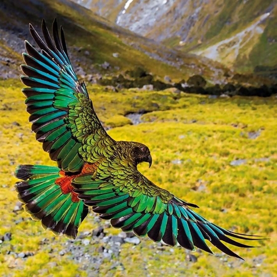 Picture of Museums & Galleries Karnet kwadrat z kopert Alpine Parrot