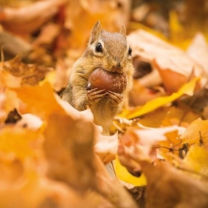 Attēls no Museums & Galleries Karnet kwadrat z kopert Chipmunk with an acorn