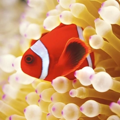 Attēls no Museums & Galleries Karnet kwadrat z kopert Clownfish in sea anemone