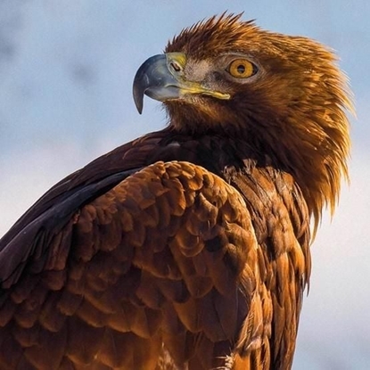 Attēls no Museums & Galleries Karnet kwadrat z kopert Golden Eagle