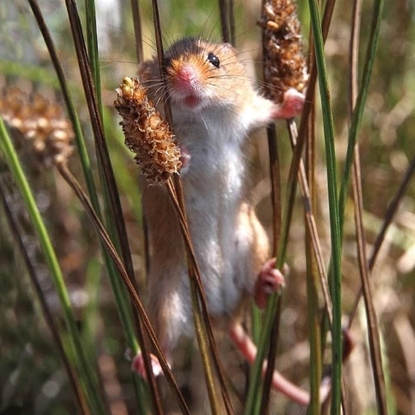 Attēls no Museums & Galleries Karnet kwadrat z kopert Harvest Mouse