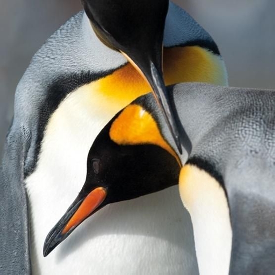 Picture of Museums & Galleries Karnet kwadrat z kopert King Penguins