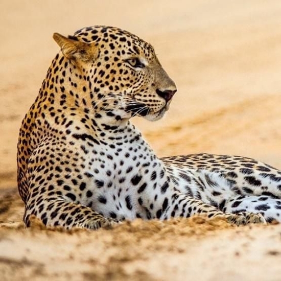 Picture of Museums & Galleries Karnet kwadrat z kopert Leopard in sand