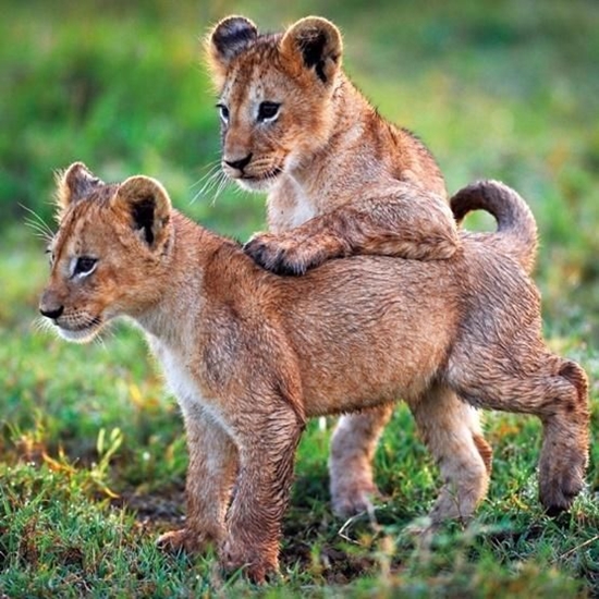 Picture of Museums & Galleries Karnet kwadrat z kopert Lion Cubs