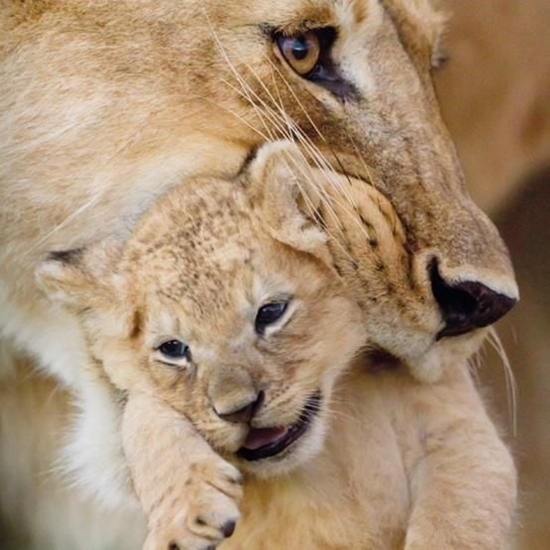Picture of Museums & Galleries Karnet kwadrat z kopert Lioness and cub