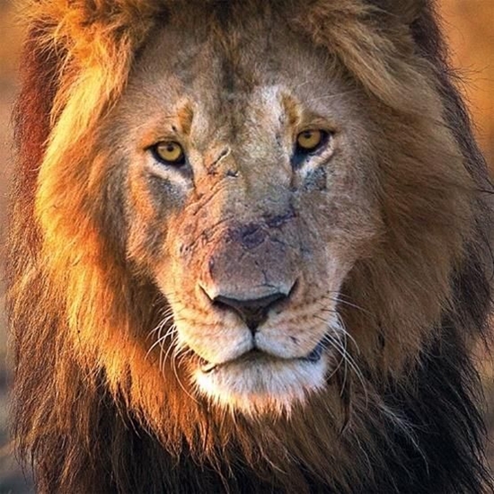 Picture of Museums & Galleries Karnet kwadrat z kopert Male Lion