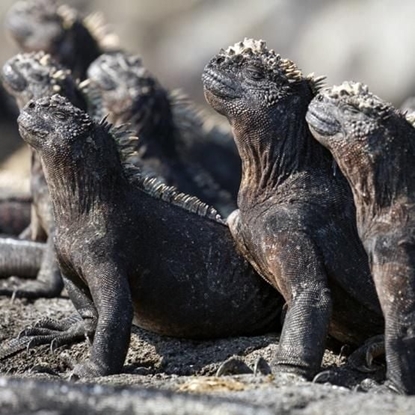 Attēls no Museums & Galleries Karnet kwadrat z kopert Marine Iguanas