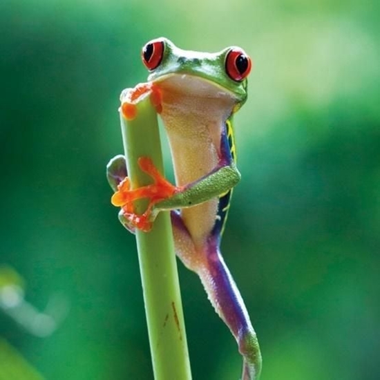 Picture of Museums & Galleries Karnet kwadrat z kopert Red Eyed Frog