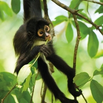 Attēls no Museums & Galleries Karnet kwadrat z kopert Spider Monkey