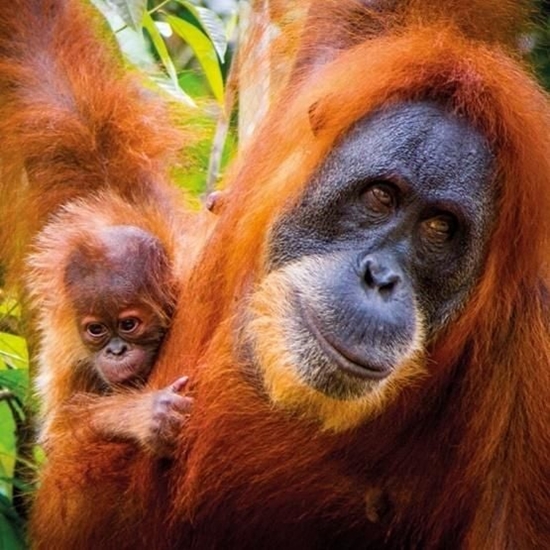 Picture of Museums & Galleries Karnet kwadrat z kopert Sumatran Orangutan and Ba