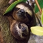 Attēls no Museums & Galleries Karnet kwadrat z kopert Three-toed Pygmy Sloth