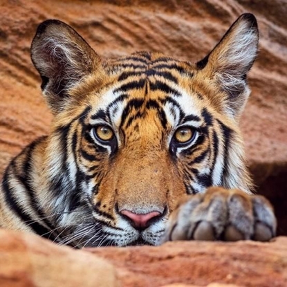 Attēls no Museums & Galleries Karnet kwadrat z kopert Tiger cub
