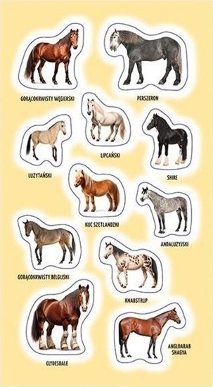 Picture of Naklejki Rasy koni