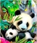 Attēls no Norimpex Mozaika diamentowa 5D - Panda 40x30cm
