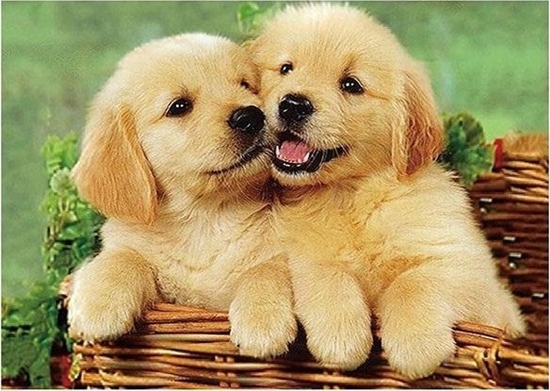 Picture of Norimpex Mozaika diamentowa 5D - Psy 40x30cm