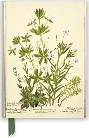 Picture of Notatnik A5 linia TW Kwiaty RBGE Charlotte Cowan