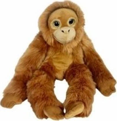 Picture of Orangutan big eyes 50cm