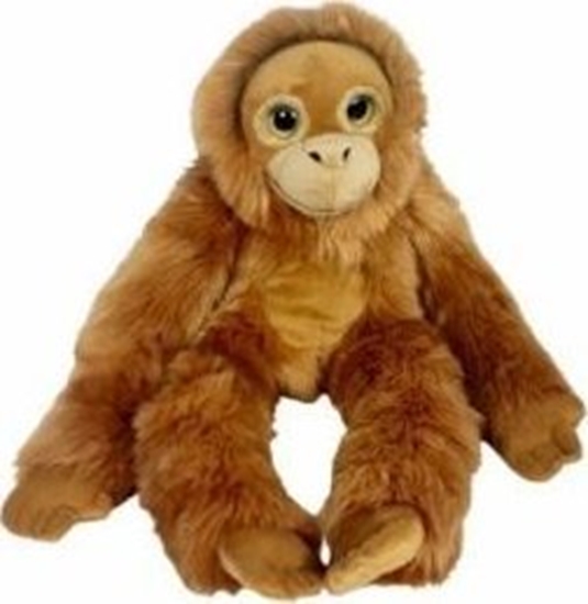 Picture of Orangutan big eyes 50cm