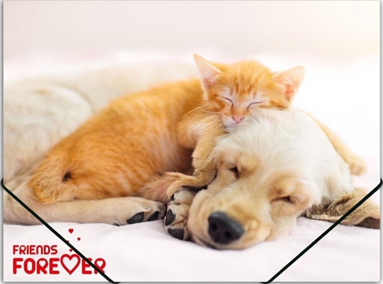 Picture of Panta Plast Teczka na gumk A4 PP z nadrukiem Friends