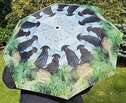 Picture of Parasolka Psy na wydmach