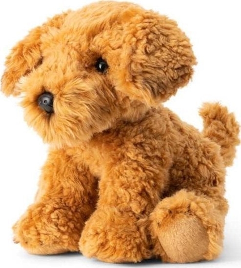 Изображение Pies Cockapoo