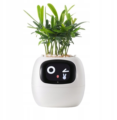 Изображение PlantsIO IVY Biaa