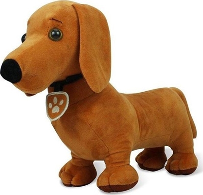 Picture of Pluszak Jamnik