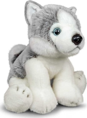 Изображение Pluszowy Husky
