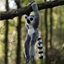 Attēls no Pluszowy lemur na rzepy