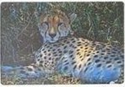 Изображение Podkadka na biurko piankowa gepard 60x40cm