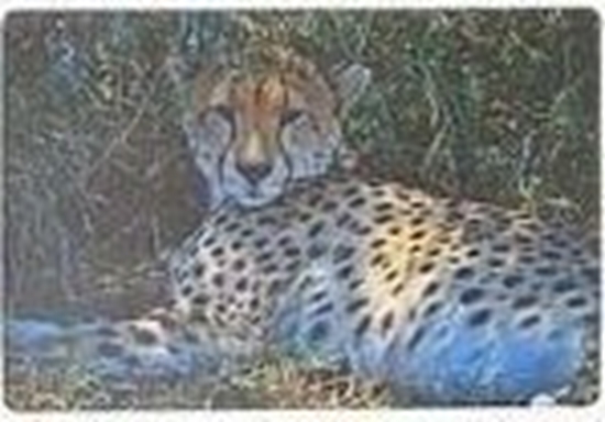 Изображение Podkadka na biurko piankowa gepard 60x40cm