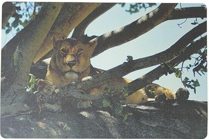 Изображение Podkadka na biurko piankowa lwica 60x40cm