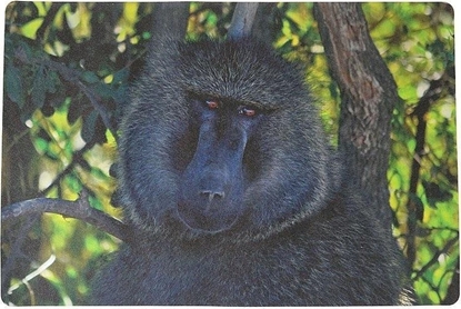 Изображение Podkadka na biurko piankowa mapa 60x40cm