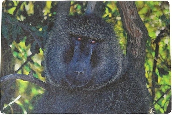 Изображение Podkadka na biurko piankowa mapa 60x40cm