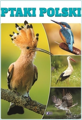 Изображение Ptaki Polski