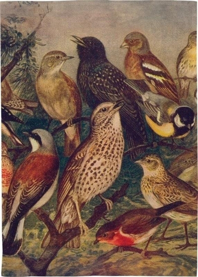 Изображение Rcznik kuchenny - Ptaki