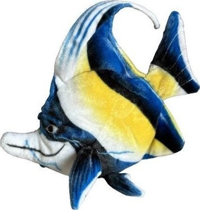 Picture of Ryba morska Skalar 35cm